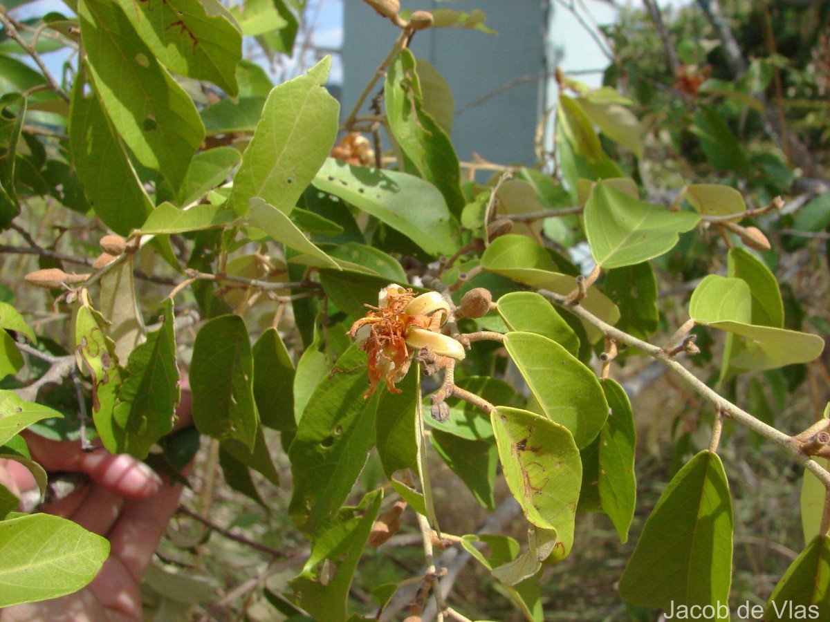 Pterospermum suberifolium (L.) Raeusch.
